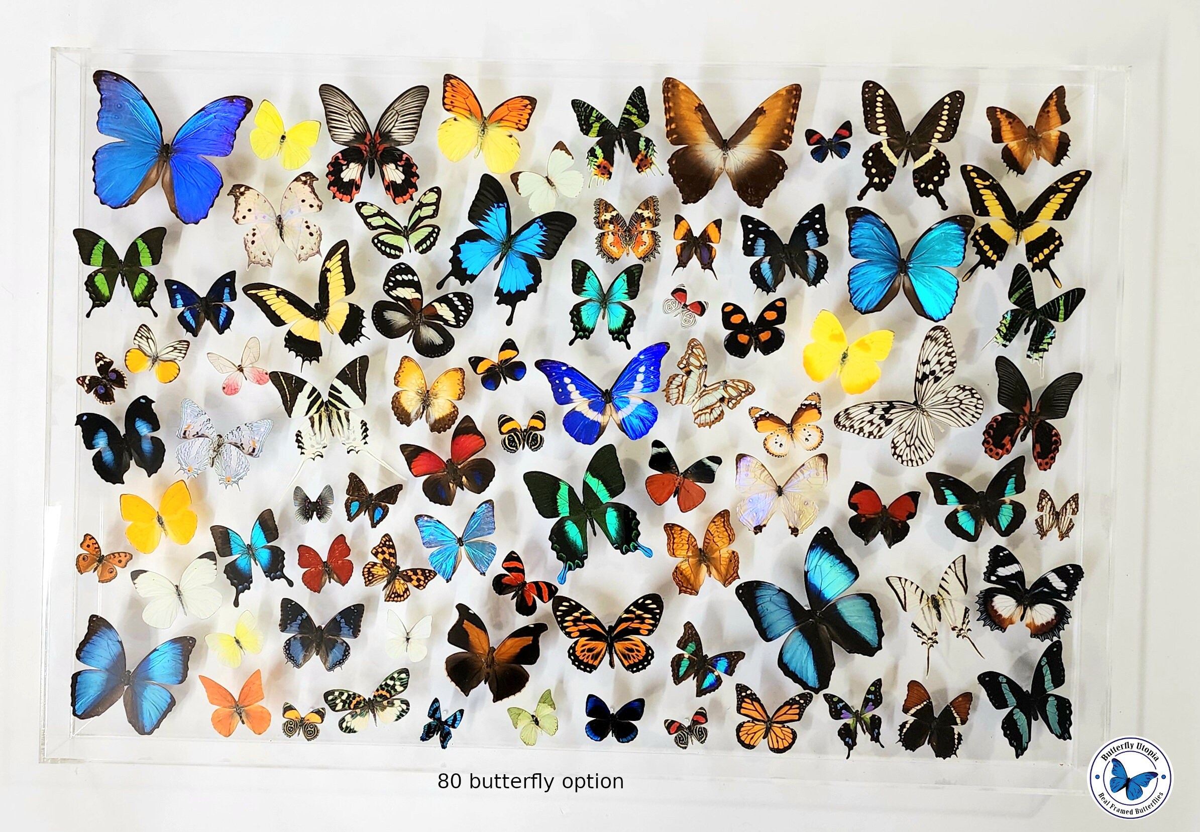 バタフライ ルーム— BUTTERFLY ROOM — [DVD] rdzdsi3 Amazon.com: The Butterfly Room : Movies & TV