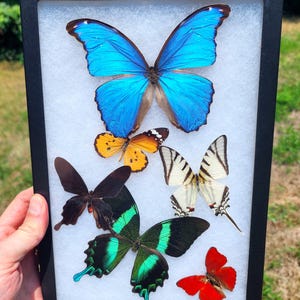 Second Quality 8x12 Framed Butterfly Riker Mount with attached hanger