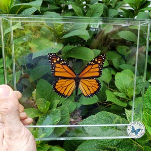 3D Framed Real Monarch Butterfly - 8x7 Acrylic Frame