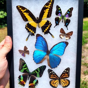 Framed Butterflies Riker Mount with attached hanger - Second Quality 8x12