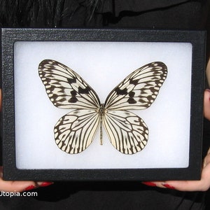 Real Framed Rice Paper Butterfly - 8x6 Riker Mount