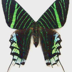 Urania leilus moth / butterfly - Unspread, wings closed, dried papered
