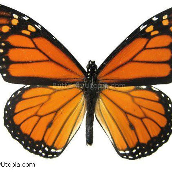 Monarch butterfly (Danaus plexippus)  - Unspread, wing closed, dried papered