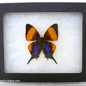Real Framed Butterfly:  Violet Daggerwing Butterfly - 5x4 Riker Mount