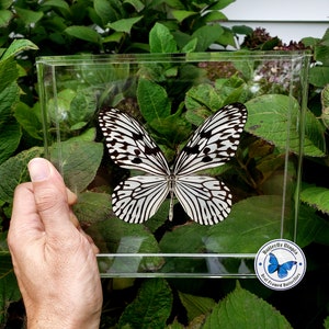 3D Framed Real Rice Paper Butterfly - 8x7 Acrylic Frame