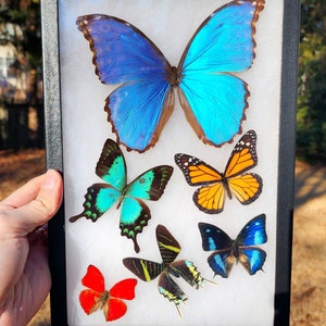 Framed Butterflies Riker Mount with attached hanger - Second Quality 8x12