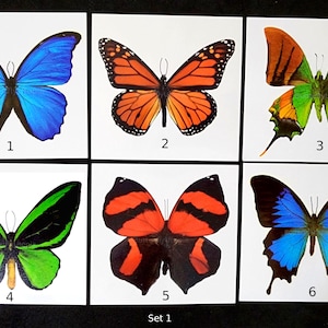 6 Giant Butterfly Temporary Tattoos - Large & Colorful - 4 inches wide