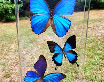 Three Blue - Real Butterflies - 8x14 3D Acrylic Frame