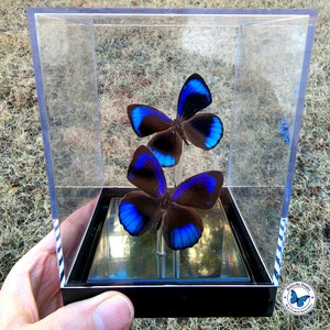 Real 3D Framed Sapphire Blue Butterflies Table Top / Cube