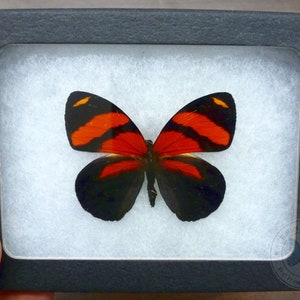 Real Framed Butterfly:  Crimson Callicore Butterfly- 4x3 Riker Mount