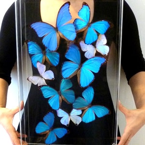 Blue Morpho Sky - 12x18 Acrylic Frame - 3D Framed Morpho butterflies image 1