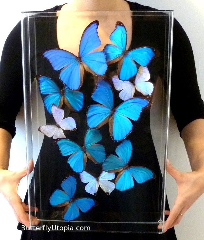Blue Morpho Sky - 12x18 Acrylic Frame - 3D Framed Morpho butterflies image 1