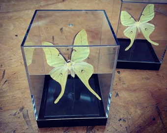 Real Luna Moth - 3D Framed Butterflies Table Top / Cube