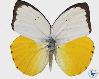 Catopsilia scylla yellow white butterfly - Unspread, wings closed, dried papered