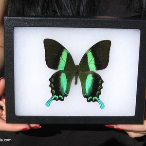 Real Framed Butterfly: Majestic Green Swallowtail - 8x6 Riker Mount