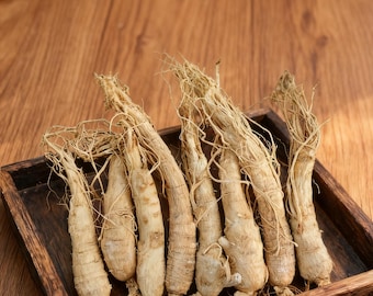 Dried White Ginseng Roots, Panax Ginseng Herb for Tea and Wellness Rituals