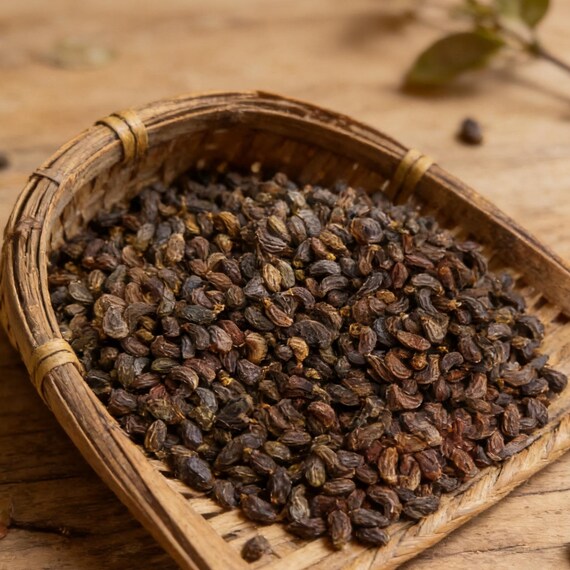 Empfehlen Glossy Liguster Fruit, Fructus Ligustri Lucidi, Nv Zhen Zi -  Etsy.de