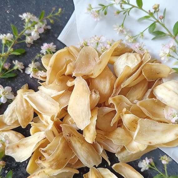 Organic Dried Lily Flower Bulbs, Lily Root, Lilium Brownii, Lan Zhou Bai He