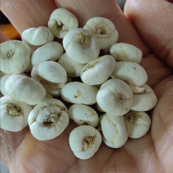 Organic Dried Nature Chuan Bei Mu / Sichuan Fritillary Bulb / Bulbus Fritillariae