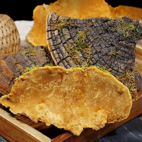 Organic Dried Phellinus Linteus Chinese Song-Gen Meshimakobu Mushroom Sang Huang Mesima Phellinus Igniarius