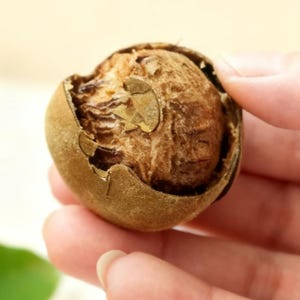 May include: A close-up of a brown, dried monk fruit, held in a hand. The fruit's outer shell is partially broken, revealing the fibrous interior. The fruit has a round shape and a textured surface.