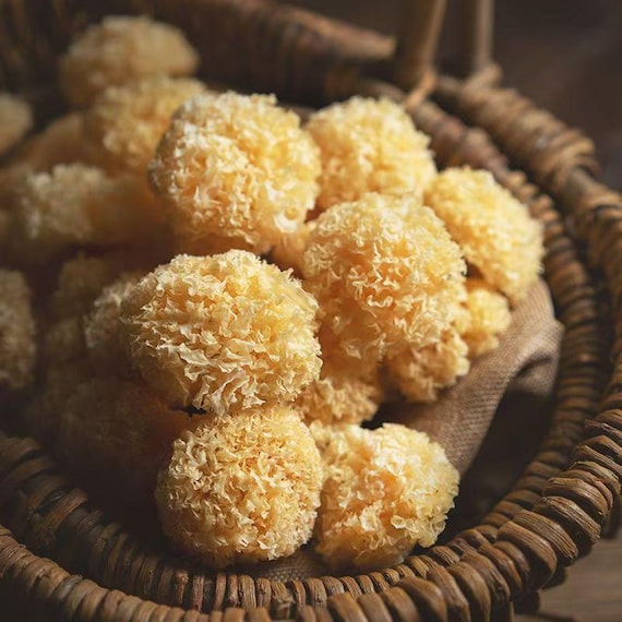 Whole Organic Dried Tremella Mushroom, Tremella Fuciformis, Snow Fungus