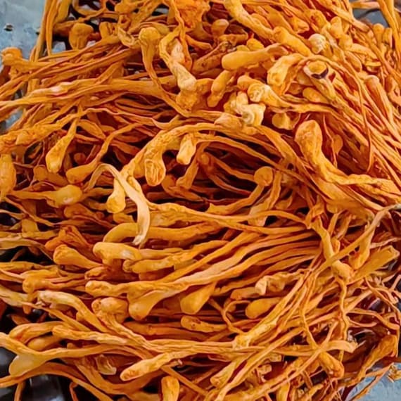 Organic Dried Cordyceps Militaris Mushroom Cordyceps