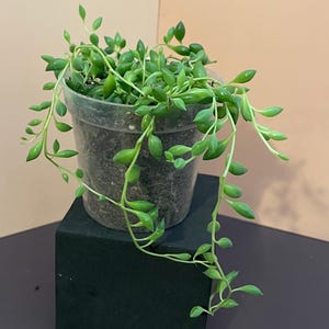String der Tränen
