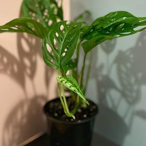 Monstera adansonii | Pnącze sera szwajcarskiego | Łatwa w uprawie tropikalna roślina doniczkowa | Rzadki Aroid