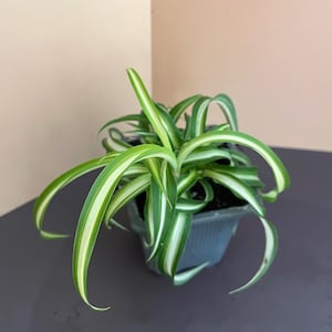 Mini Spider Plant — Chlorophytum comosum Starter