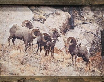 Big Horn Sheep Herd- Wood Sign - Home Decor - Wildlife
