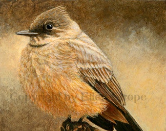 CARD, Say's Phoebe, bird decor, note cards, Ellen Strope, castteam, home decor,bird cards, wildlife, birds, bird art