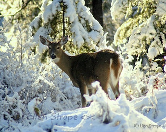CARD, photo, deer, doe, snow, winter, trees, whitetail deer, Ellen Strope, castteam, note cards, greeting cards, paper goods, blank cards