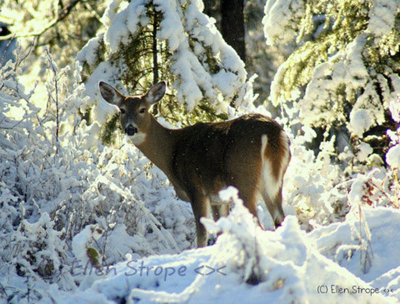 CARD, photo, deer, doe, snow, winter, trees, whitetail deer, Ellen Strope, castteam, note cards, greeting cards, paper goods, blank cards image 1