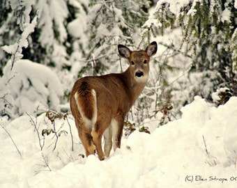 CARD, photo, fawn, deer, snow, winter, trees, whitetail deer, Ellen Strope, deer decor, note cards, greeting cards, paper goods, cabin decor