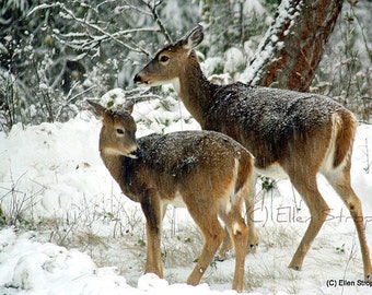 PRINT Whitetail Deer, Fawn, Snow Storm, Winter, Forest, Beautiful