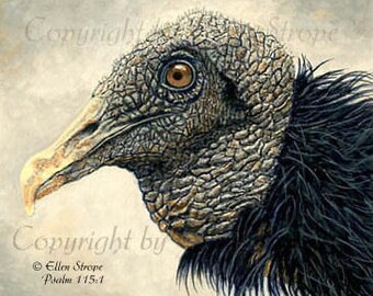 Black Vulture, Birds, Raptures, Note Cards, Cards, Blank Cards, Bird Art