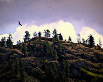 PHOTO NOTE CARD, Soaring Eagle, Clouds, Mountain, Trees, Beautiful, Sky, Blue, White