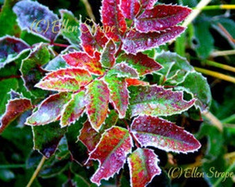 PHOTO card, Oregon Grape, Oregon, frosted, fall, fall leaves, Ellen Strope, digital, digital photos, digital cards, leaves, note cards,