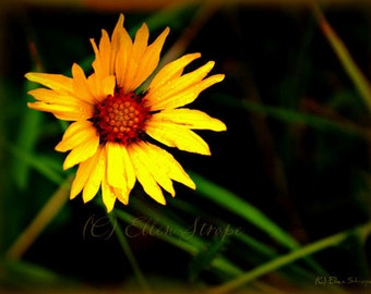 PHOTO card, daisy, flowers, wildflowers, yellow, flower decor, home decor, daisies, Ellen Strope, note cards, greeting cards