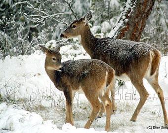 NOTE CARD, snow, deer, trees, doe, fawn, Ellen Strope, Castteam, winter, forest, whitetail deer, deer decor, cabin decor