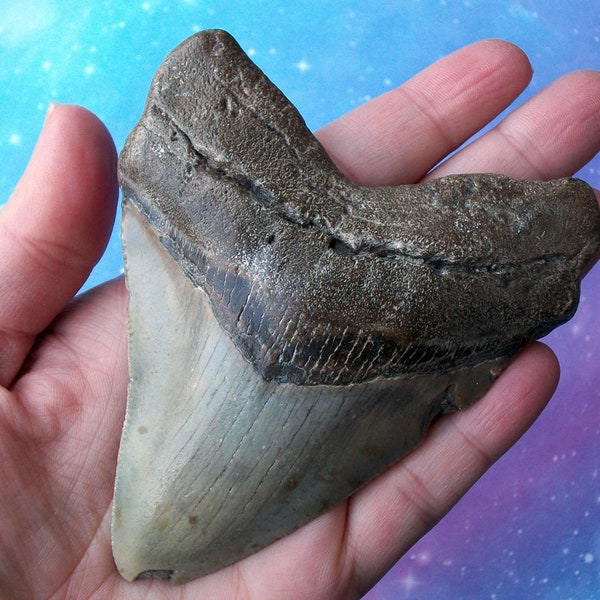 Big Megalodon Shark Tooth