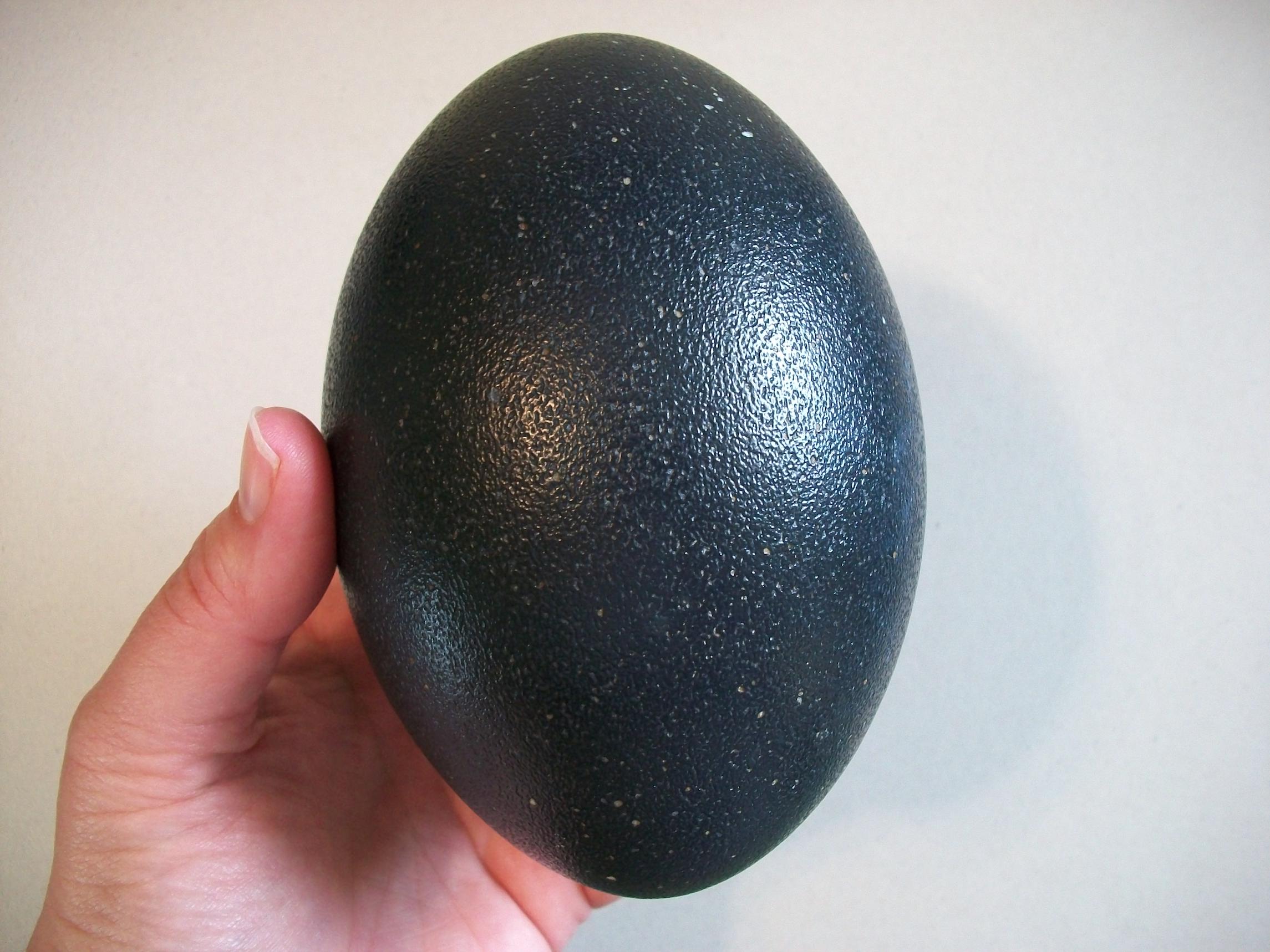 Real Emu Egg Shell Hollowed-out - Etsy