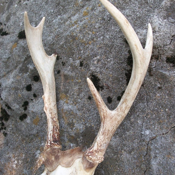 Unusual 6-Point Rack of Whitetail Antlers