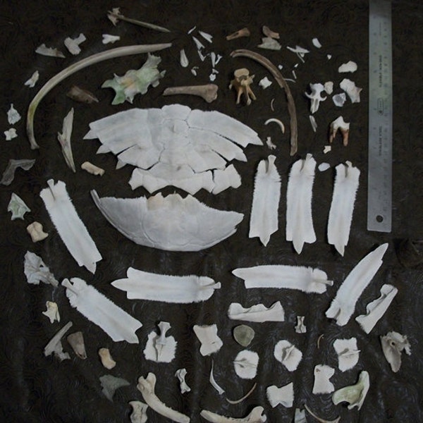 HUGE Lot of Bone Scraps with Wolf Tooth Turtle shell