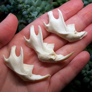 May include: Three small, off-white animal jawbones are displayed in a person's open hand. The bones have a curved shape with teeth visible on one side. The background is a blurred arrangement of green plants.