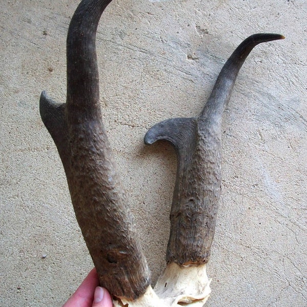 Large Set of Pronghorn Antelope Horns on Skullcap