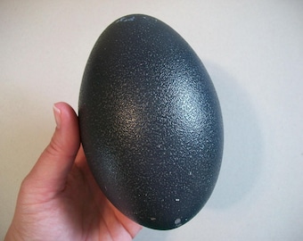 Real Emu Egg Shell Hollowed-Out