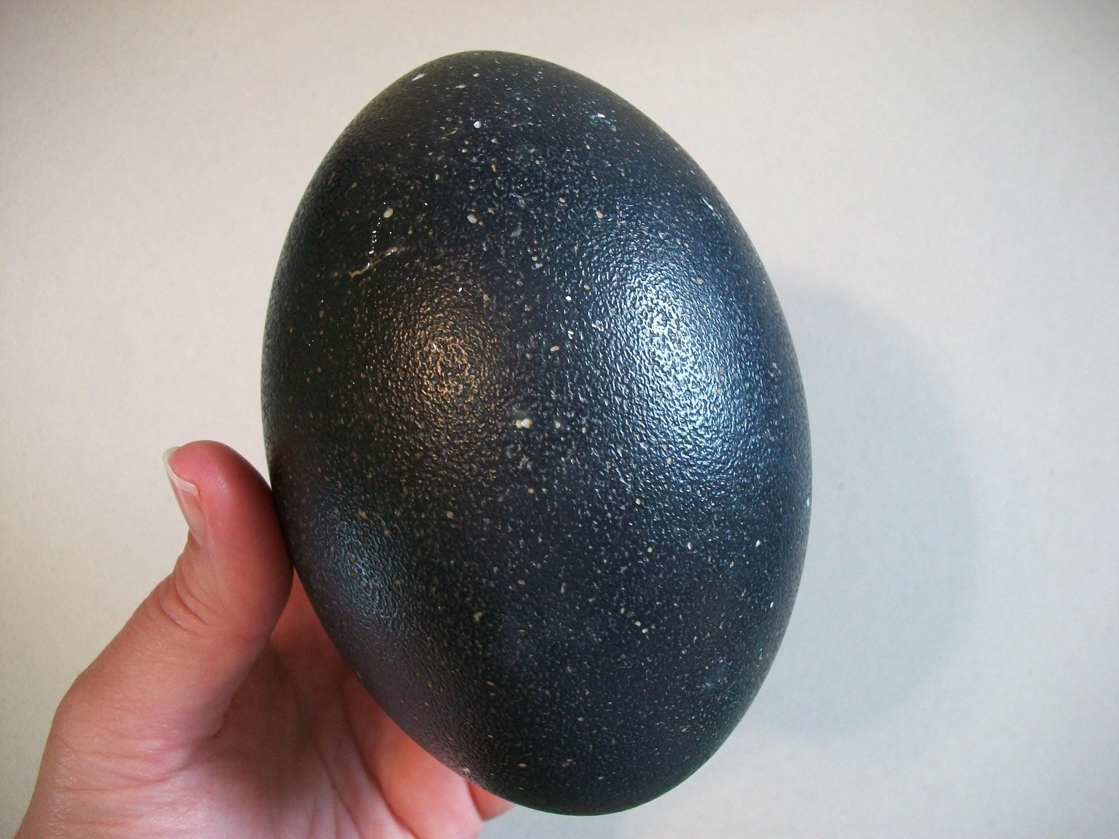 Real Emu Egg Shell Hollowed-out - Etsy