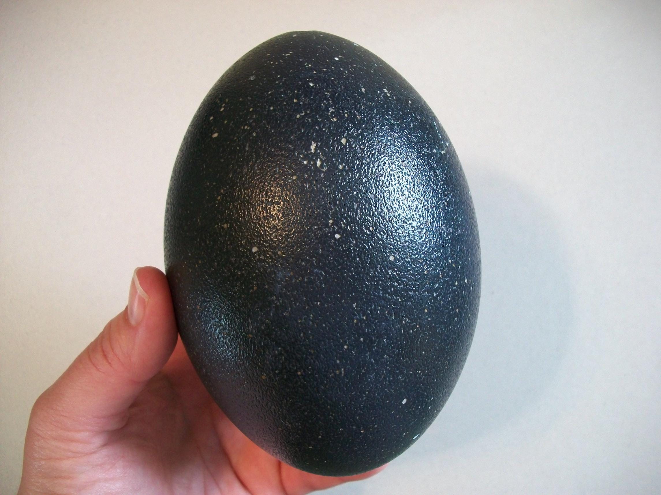 Real Emu Egg Shell Hollowed-out - Etsy
